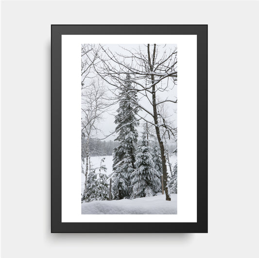 Sleepy Pine Tree, Snowy Nature Print