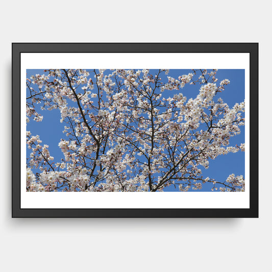 Almond Blossoms, Spring, Botanical Garden