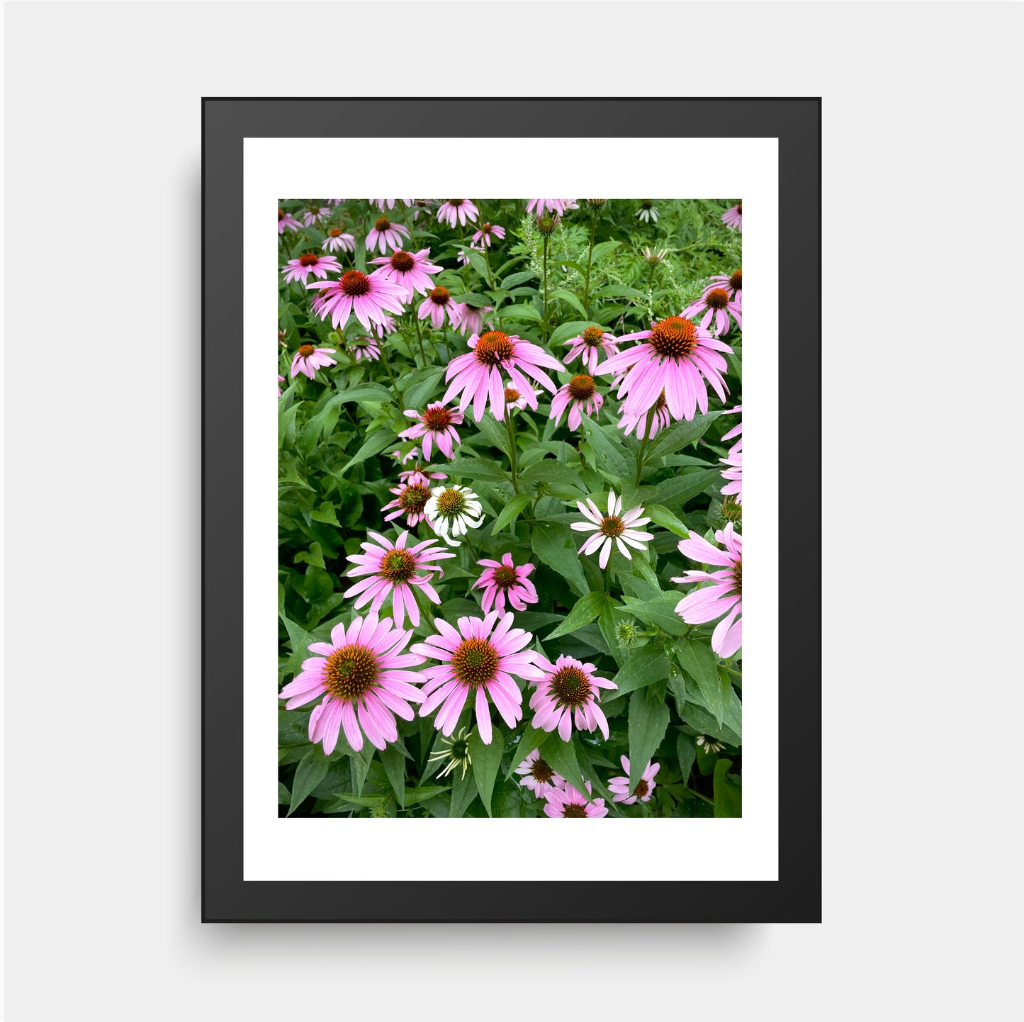 Echinacea Flowers, Healing Plant, Summer Flower