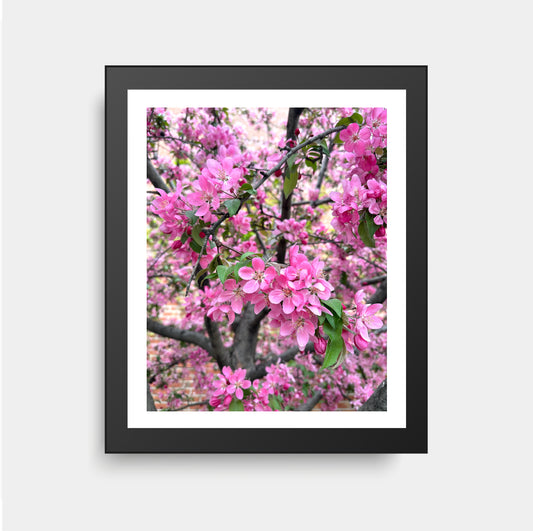 Japanese Crab Apple Blossom Tree, Flower Photography, Montreal Photography, Nature Photography, Blossoms, Spring