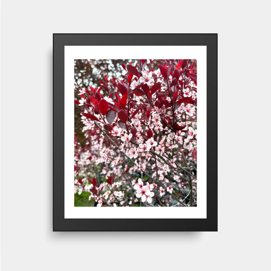 Purple Leaf Cherry Blossom Tree, Flower Photography, Montreal Photography, Nature Photography, Blossoms, Spring